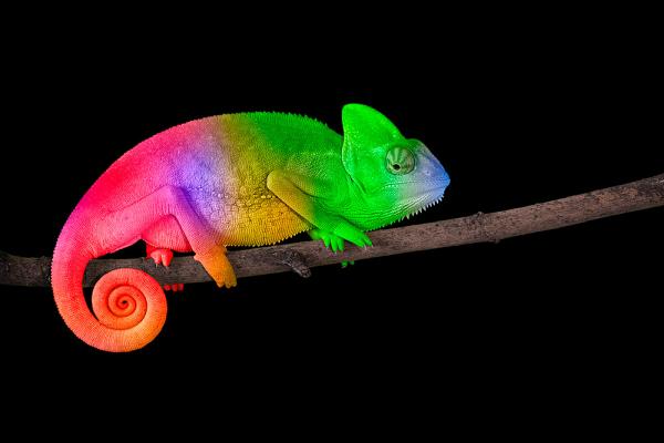 Rainbow chameleon (123_1_001)