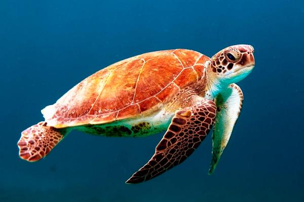 Water turtle (123_1_003)
